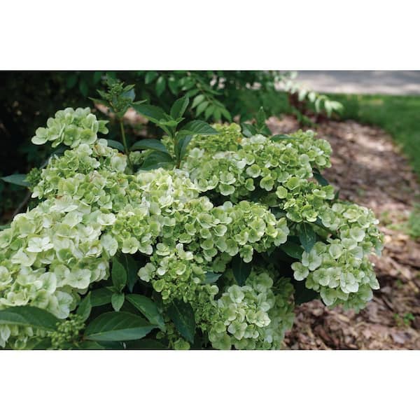 Proven Winners 4.5 in. Quartz Fairytrail Green Cascade