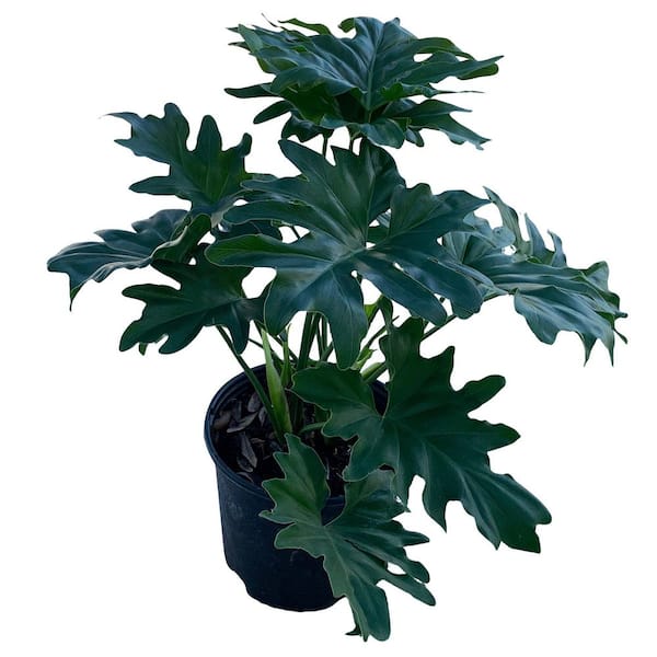 3 Gal. Selloum Philodendron (Thaumatophyllum) Plant in a 10 in. Black Grower Pot