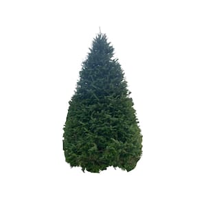 8 ft. Fresh Cut Balsam Fir Live Christmas Tree