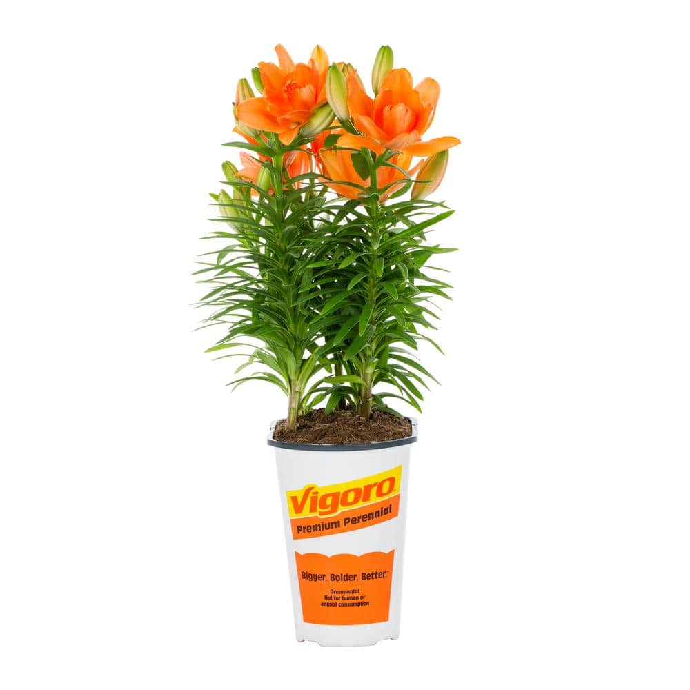 Vigoro 2 QT Lily 'Tiny Double Dutch' Orange Perennial Plant