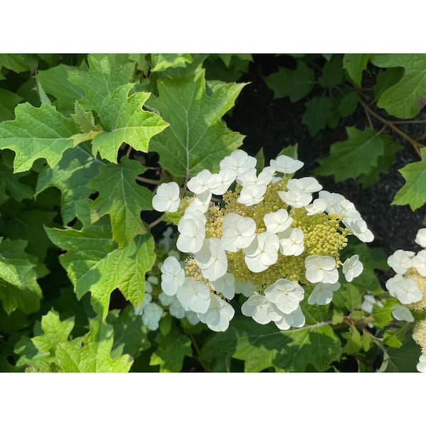BLOOMIN' EASY Jumbo Pint Toy Soldier Oakleaf Hydrangea (Quercifolia) Live Shrub, White and Green to Vermillion Red Flowers