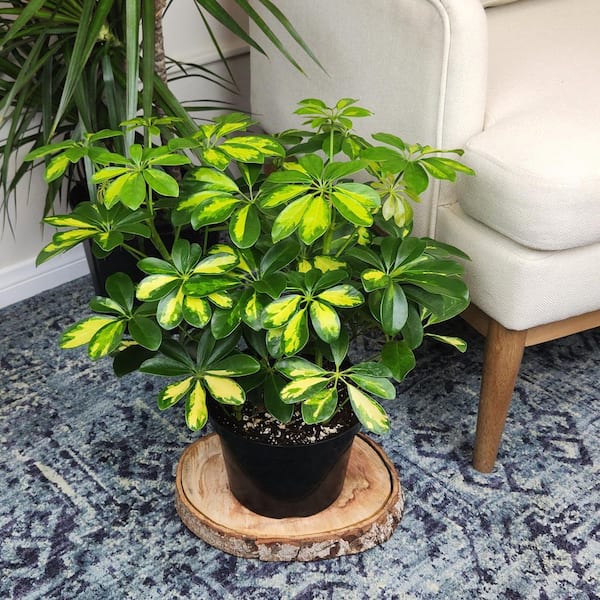 ALTMAN PLANTS Live Schefflera Plant (Umbrella Tree), Fast Growing
