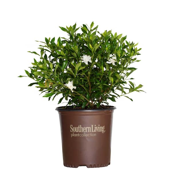 Southern Living 2 Gal Fool Proof Gardenia, Evergreen Shrub with Pure White Blooms