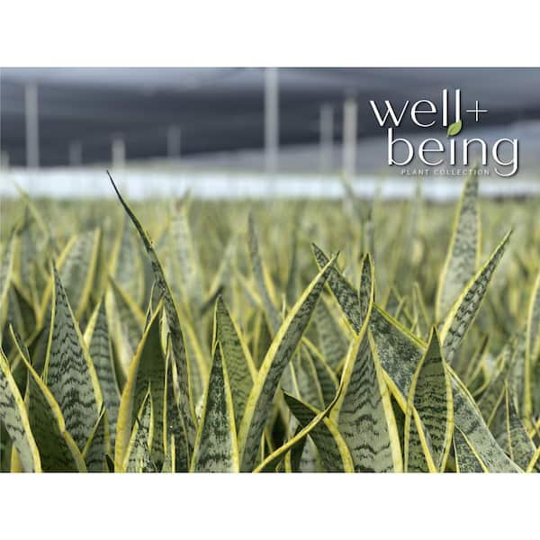 2 Gal. Live Sansevieria Laurentii Plant in Grower Pot 1002968685 - The Home  Depot