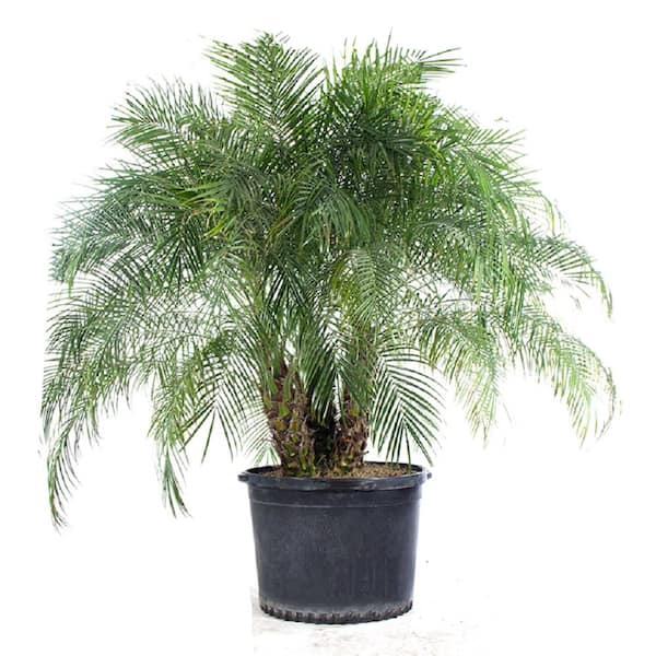 The Plant Stand of Arizona 25 Gal. Phoenix Roebelenii Pygmy Date Palm Tree Outdoor Live Plant