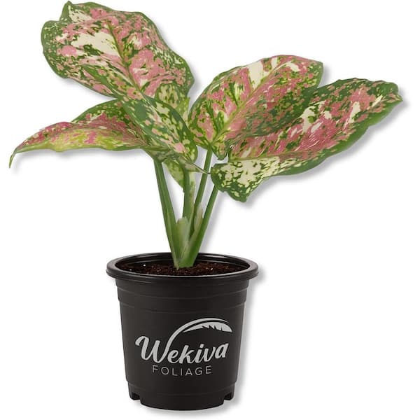 Wekiva Foliage 4 in. Pink Tricolor Aglaonema - Live Plant in a Pot - Aglaonema  Pictum Tricolor - Rare Beautiful Indoor Houseplant PinkTricolorAglaonema4 -  The Home Depot