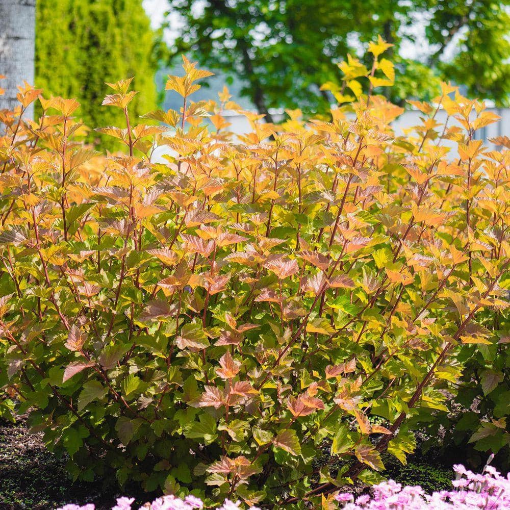 DIRECT GARDENING 2 Gal. Pot, Savannah Sunset Ninebark Bush Potted