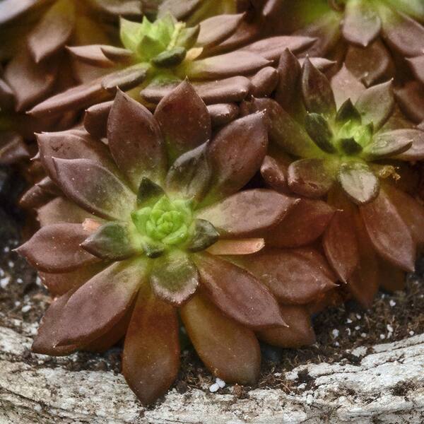 national PLANT NETWORK 4 in. Echeveria Serrana Plant (3-Pack