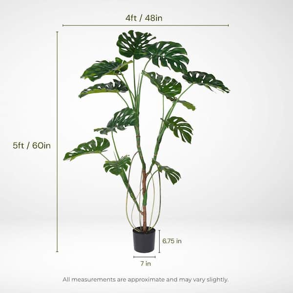 philodendron fuzzy petiole Philodendron Fuzzy Petiole (Semishade plant)  ASHIYANA STORE
