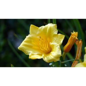 1 Gal. Stella D'oro Daylily Large Reblooming Bright Yellow Blossoms Thrive in Almost any Environment