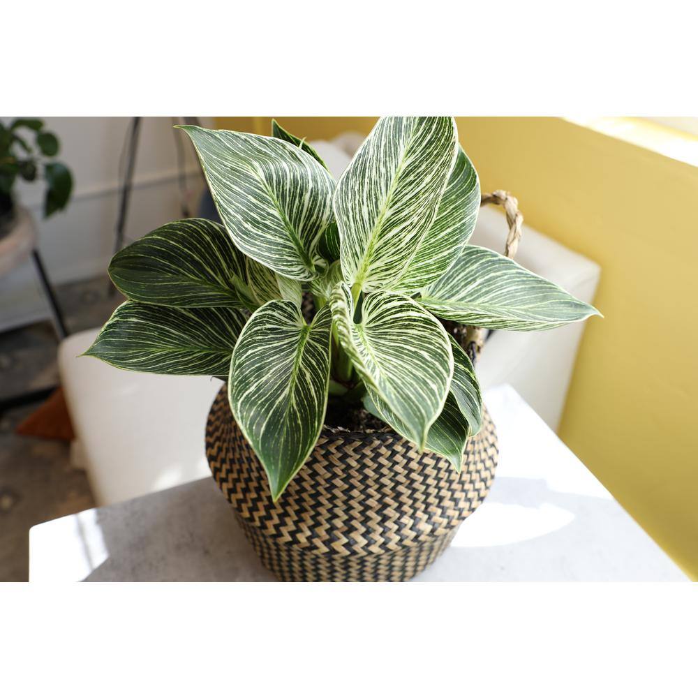 Philodendron Birkin Indoor Plant in Black Plastic Planter