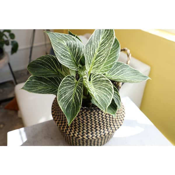 Altman Plants 6 in. Philodendron Birkin Houseplant (Solo)