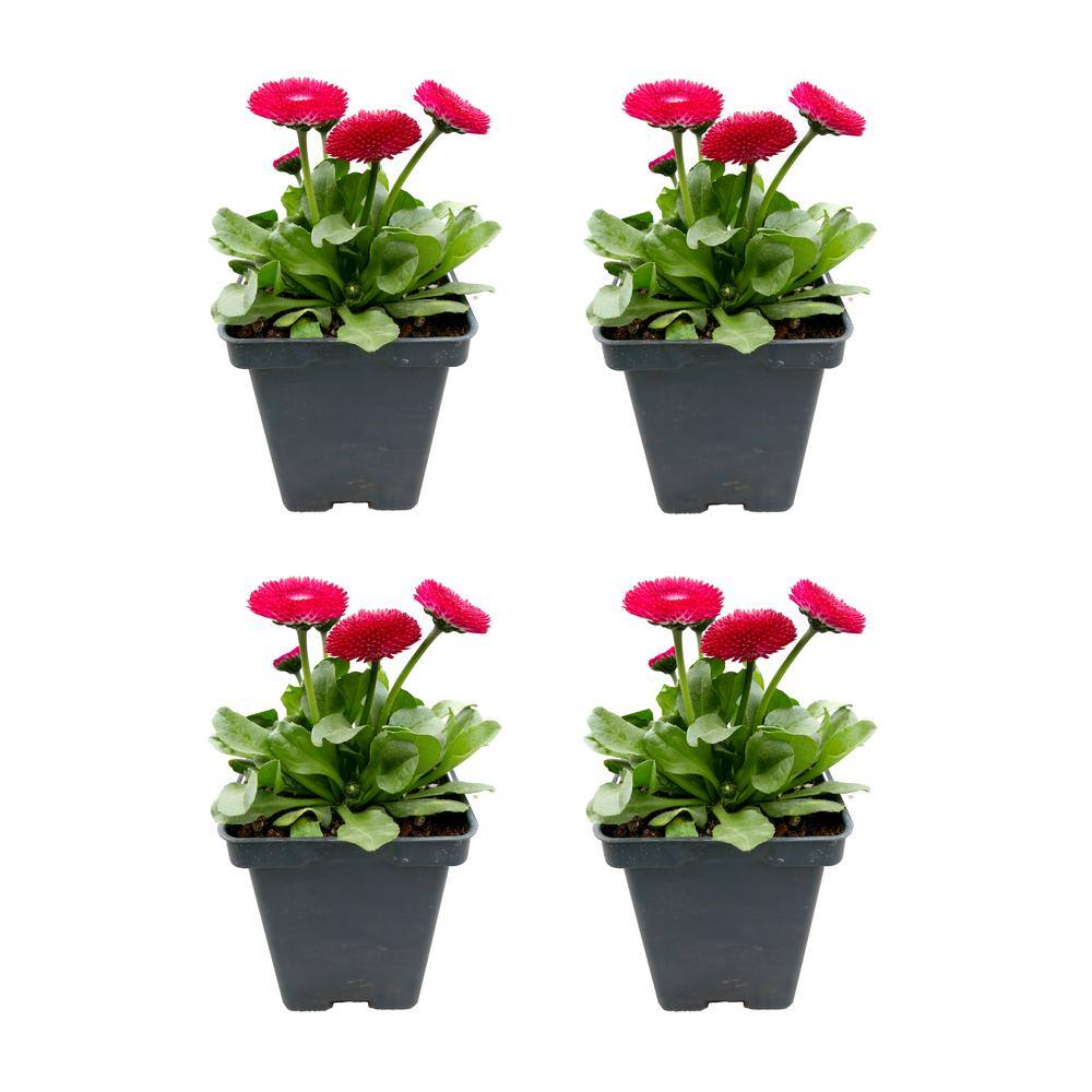 Perennial Bellis Mix 1.0 qt. (4-Pack) 1922 - The Home Depot