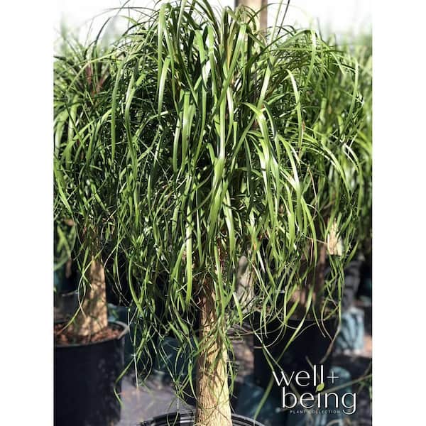 NATURE'S WAY FARMS 1.72 Gal. Ponytail Palm Indoor Tropical Houseplant in  Grower Pot (1-Pack) 5807 - The Home Depot