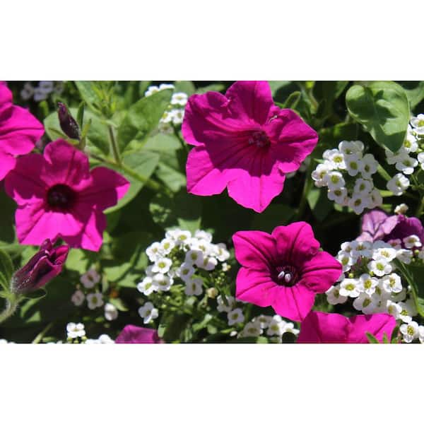PROVEN WINNERS 4.25 in. Eco+Grande Supertunia Vista Fuchsia