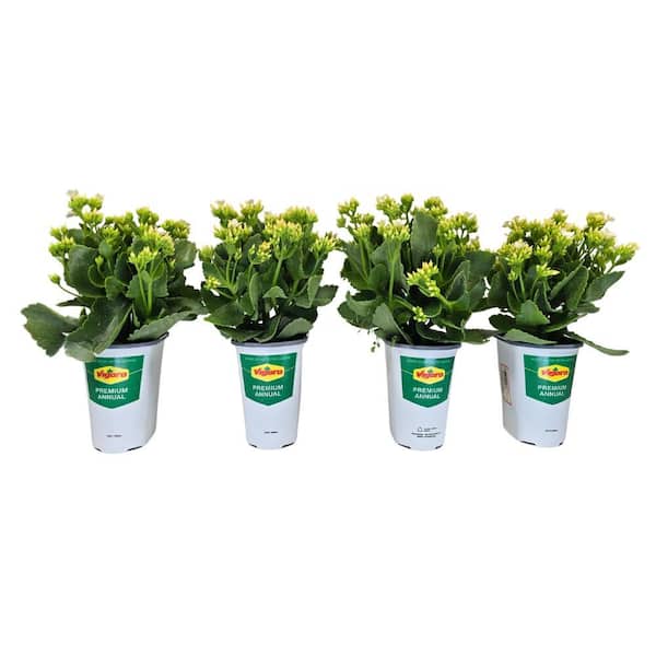 Vigoro 1 qt. Kalanchoe Live Plant with White Flowers in 4.7 in. Growers Pot (4-Plants)