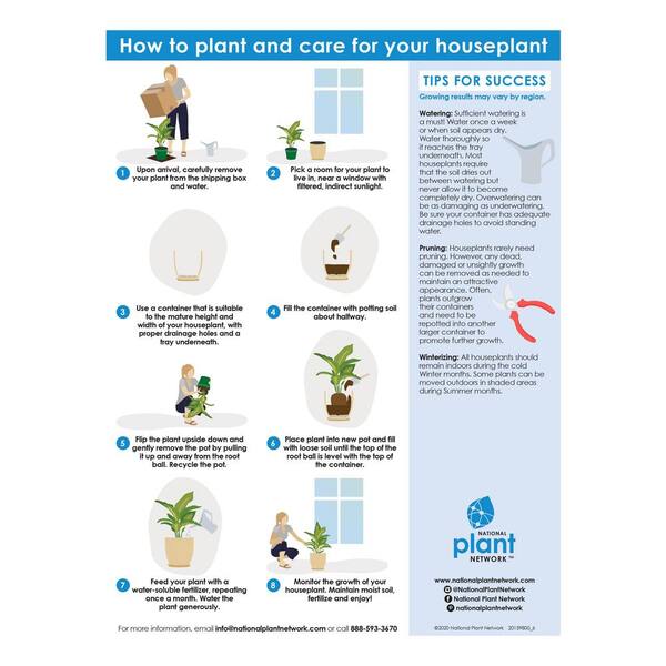 Reviews for national PLANT NETWORK 4 In. Devil's Ivy 'Variegated' Pothos  Plant in grower pot - 4 Piece | Pg 2 - The Home Depot