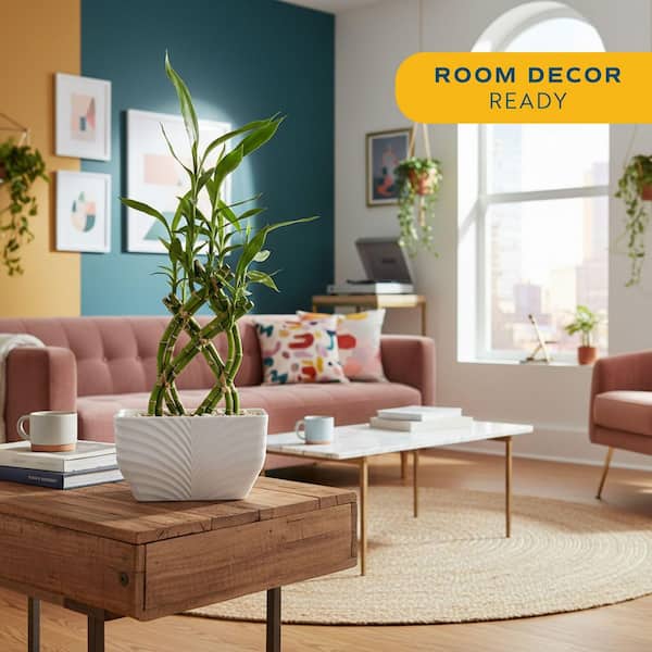 Costa Farms Grower's Choice Braided Lucky Bamboo Indoor Plant 5.5 in. White  Decor Planter, Avg. Shipping Height 1-2 ft.Tall BAMWVBRGALIWHSQ - The Home  Depot
