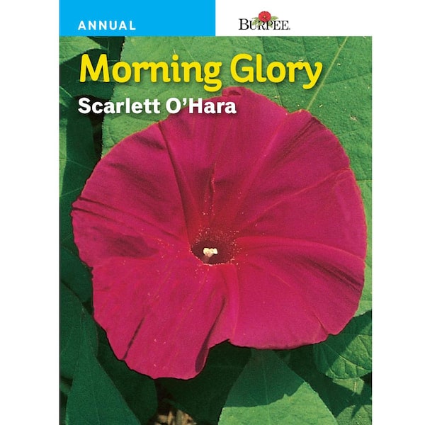 Burpee Morning Glory Scarlett O'Hara Seed