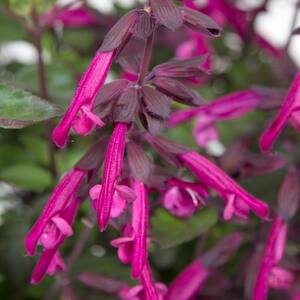 2 Gal. Love and Wishes Salvia Perennial with Deep Purple Flowers