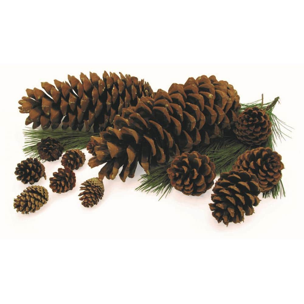 Pine Cones | Small Pine Cones | Mini Black Spruce Pine Cones | Pine Cone Filler (6 oz)