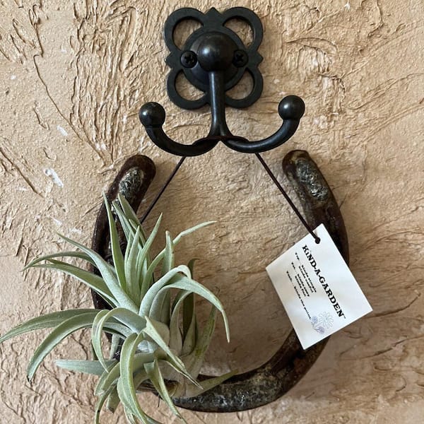 KIND-A-GARDEN Large Sage Green Tillandsia Succulent Plant on Metal Horse Shoe