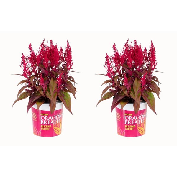 2.5 Qt. Vigoro Red Celosia Dragon's Breath Annual Plant (2-Pack)