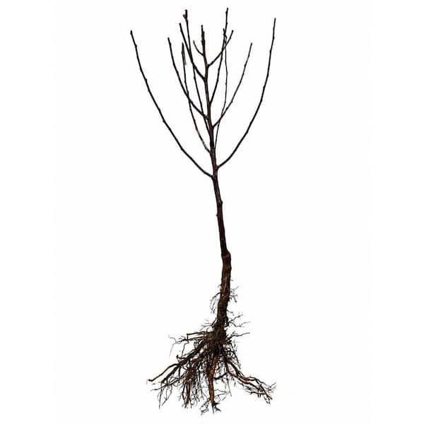 Dwarf Gala Apple Tree Bare Root