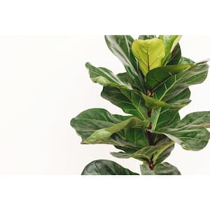 1.9 Gal. Ficus Lyrata Plant in 9.25 In. Grower's Pot