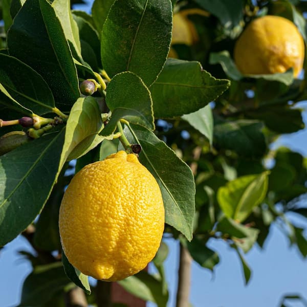 Alder & Oak #5 container Eureka Lemon Standard Evergreen Tree