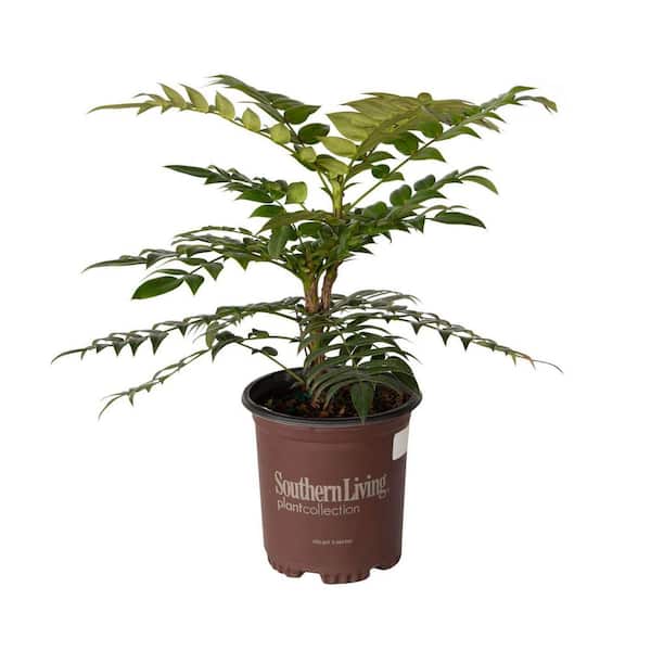 SOUTHERN LIVING 2.5 qt. Marvel Mahonia, Live Evergreen Shrub, Bright Yellow Flowers