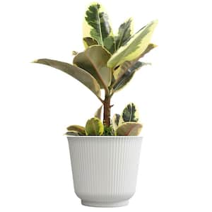 Variegated Ficus 'Tineke', 6 in. White Decorative Pot, Rubber Tree Plant, Popular Live Indoor House Plant Gift