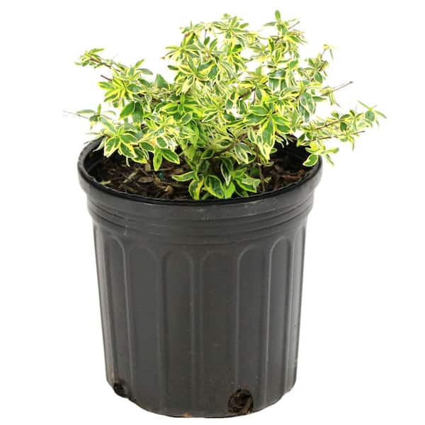 2.25 Gal. Abelia Hopleys Flowering Shrub with Pink Blooms