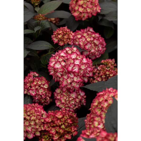 FIRST EDITIONS 3 Gal. Eclipse Hydrangea Shrub with Cranberry