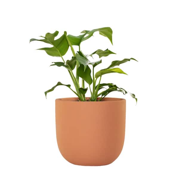 national PLANT NETWORK 7 in. Terracotta Bowl Planter with 6 in. Monstera Ginny - 1 Piece