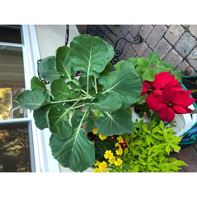 White 24-Plant Vertical Hydroponic Garden Tower System