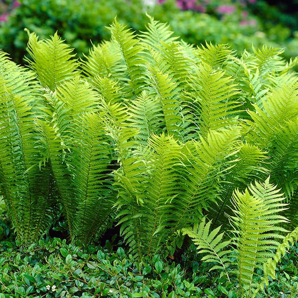 VAN ZYVERDEN Woodland Plant TN Ostrich Fern Roots (3-Pack) 11331 - The ...