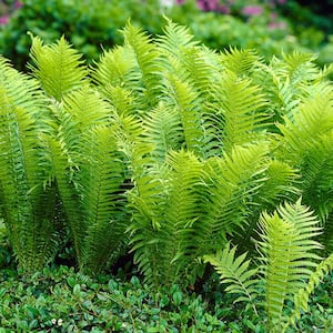 Woodland Plant TN Ostrich Fern Roots (3-Pack)