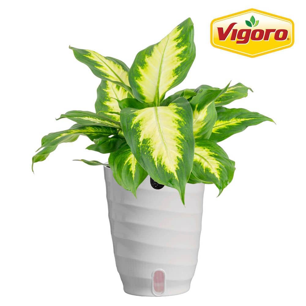 indoor bamboo palm plant Buy Bamboo Palm Tree - Live Plant Air Purifier