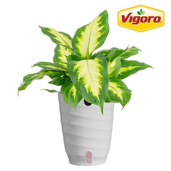 Dieffenbachia Indoor Plant in 6 in. White Decor Planter, Avg. Shipping Height 1-2 ft. Tall