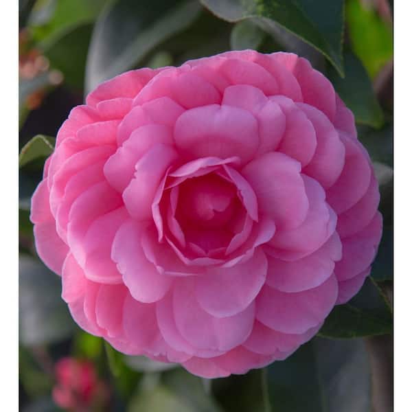 SOUTHERN LIVING 2.5 qt. Early Wonder Camellia Shrub with Formal