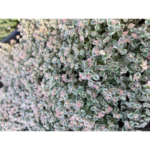 Sedum Little Missy Succulent – Variegated Perennial In 2", 4", Or 6" Pot