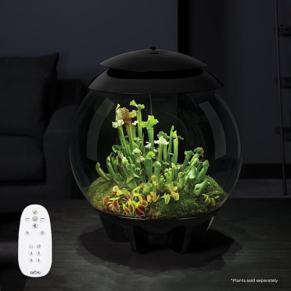 AIR 30, Automated Acrylic Terrarium for Desert or Tropical Plants, Black