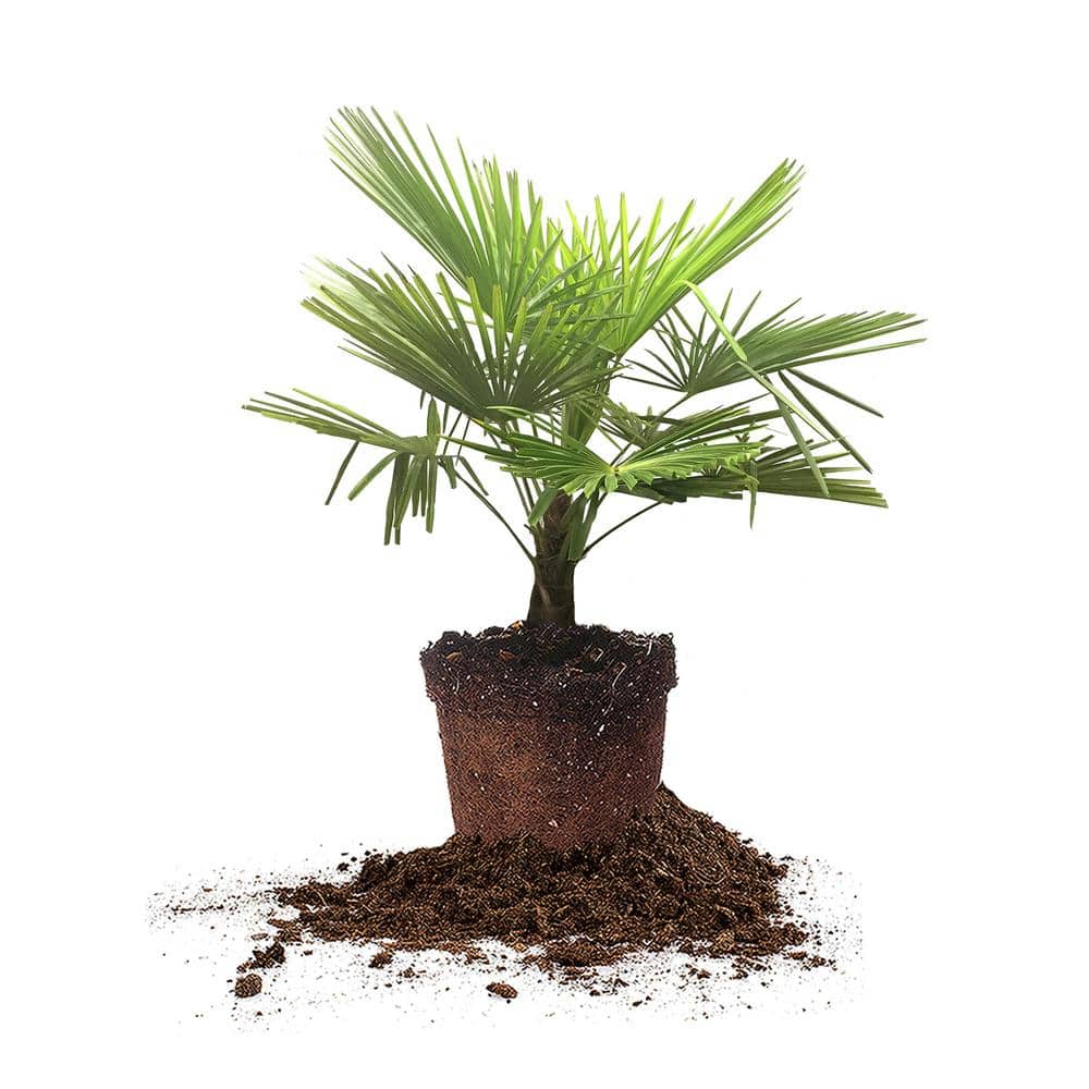 Ornamental Windmill Palm in 3 Gal. Growers Pot