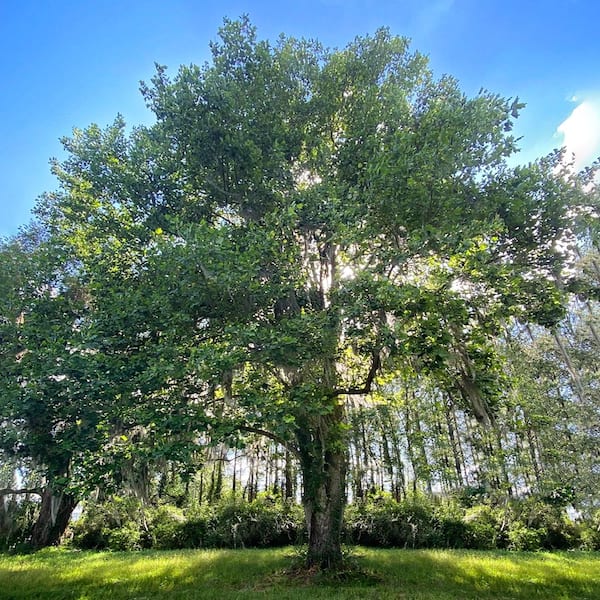 1 Gal. Tulip Poplar Deciduous Tree