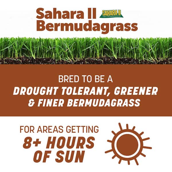 Sahara II Bermudagrass 50 lbs. 50,000 sq. ft. Full Sun Grass Seed