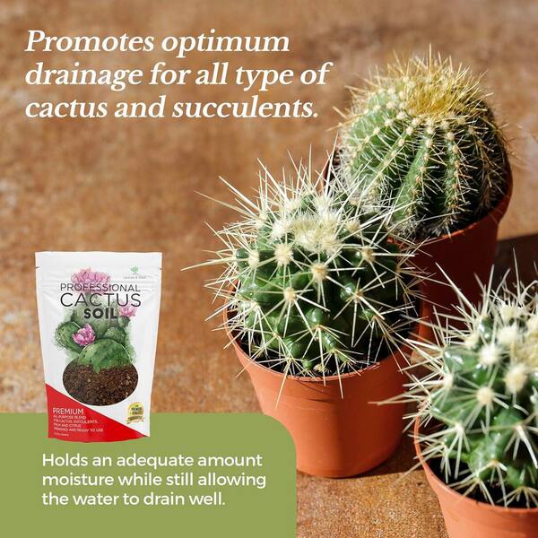 f cactus #EC311 Blaise’s EXACT Cactus & Euohorbia Potted Specimens Blaise’s Cactus/Euphorbia F main image 0