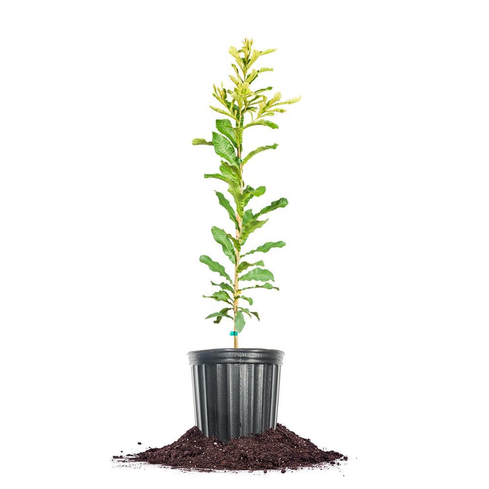 【OK plant】 Trachystemon orientalis 'Kiwi Sun' – Secret Garden Growers