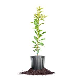 Sawtooth Oak Tree 1 Gal. Growers Pot, Deciduous Oak Tree