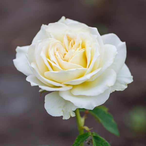 national PLANT NETWORK Bare Root Rose Mint Julep Hybrid Tea with